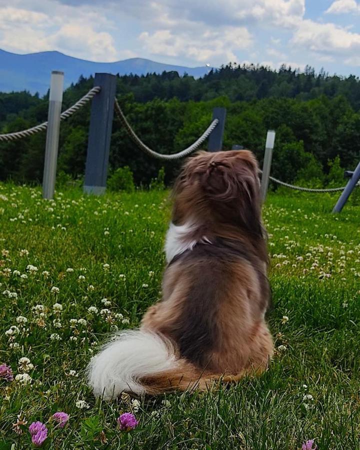 Domki Na Skale Z Widokiem Na Panorame Karkonoszy Schreiberhau Exterior foto